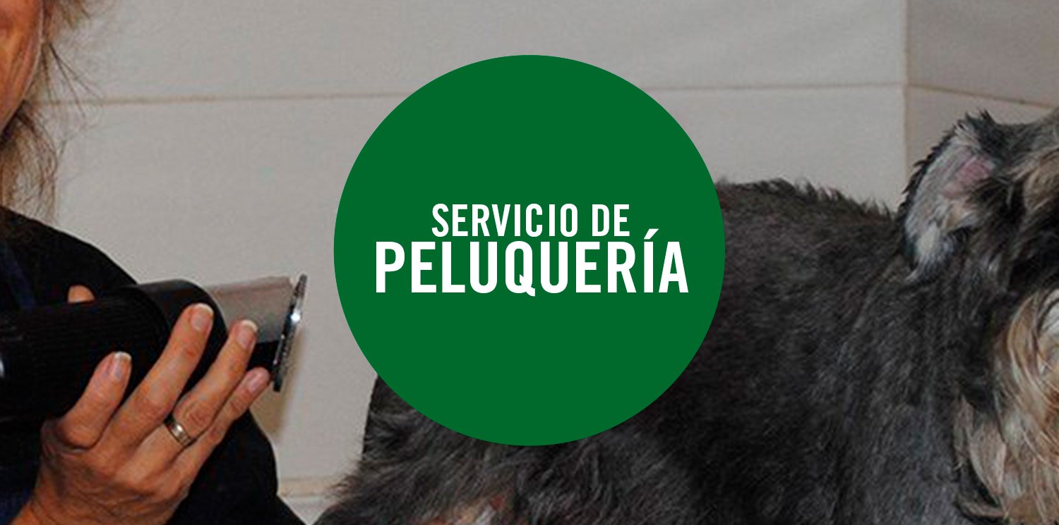 Servicio de Peluquería canina en la Clinica Veterinaria El Restón